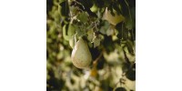 Anjou Pear + Blackcurrant  - MOODGIE
